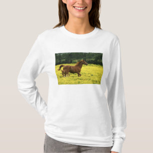 Arabian foal and mare running through T-Shirt