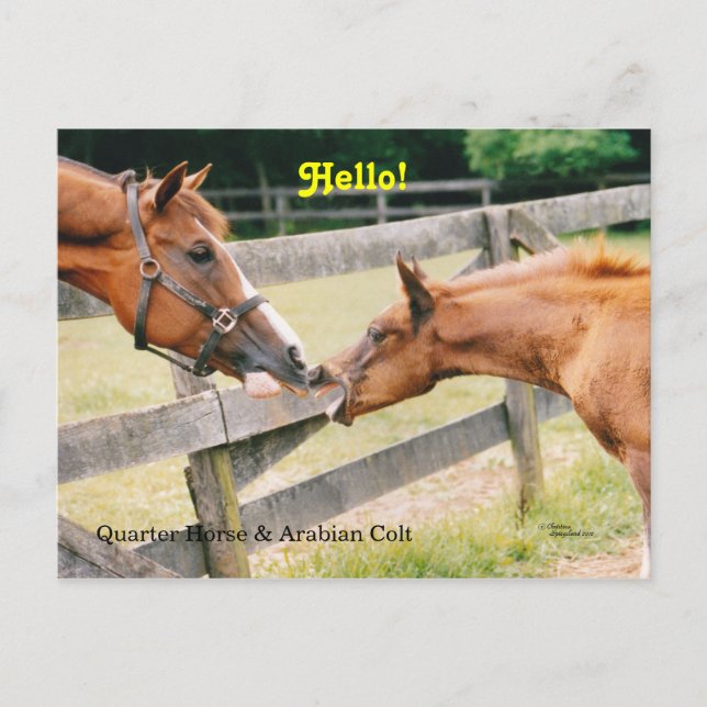 Arabian Foal Hello Postcard (Front)