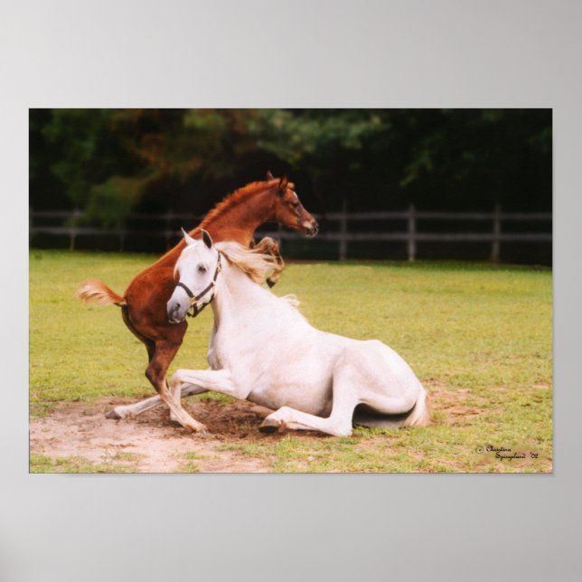 Arabian foal & mare Poster (Front)