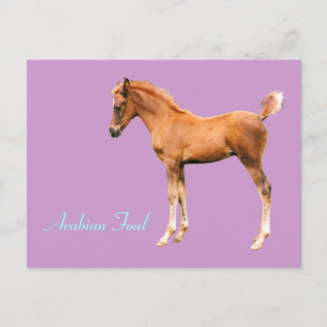 Arabian Foal Postcard (Front)