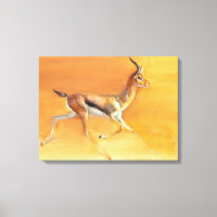 Arabian Gazelle 2010