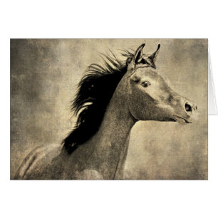 Arabian Horse
