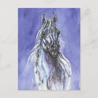 Arabian Horse Art Postcard