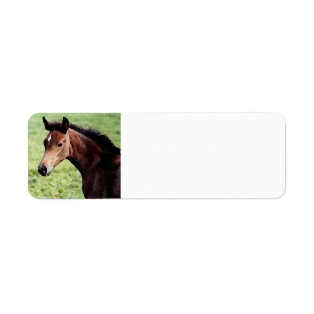 Arabian Horse Foal  (Front)