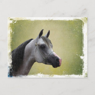 Arabian Horse Grunge Postcard
