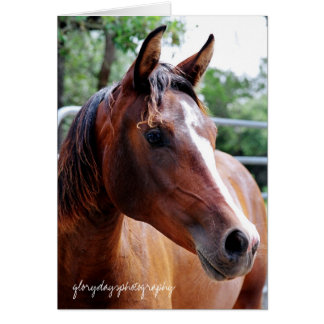 arabian horse head shot, glorydaysphotography