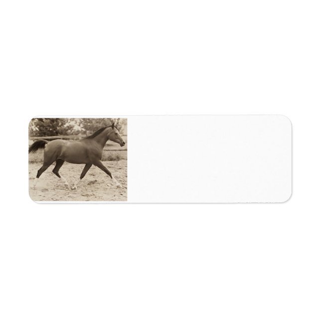 Arabian Horse Label (Front)