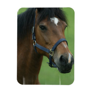 Arabian Horse Pictures Magnet