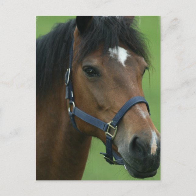 Arabian Horse Pictures Postcard (Front)