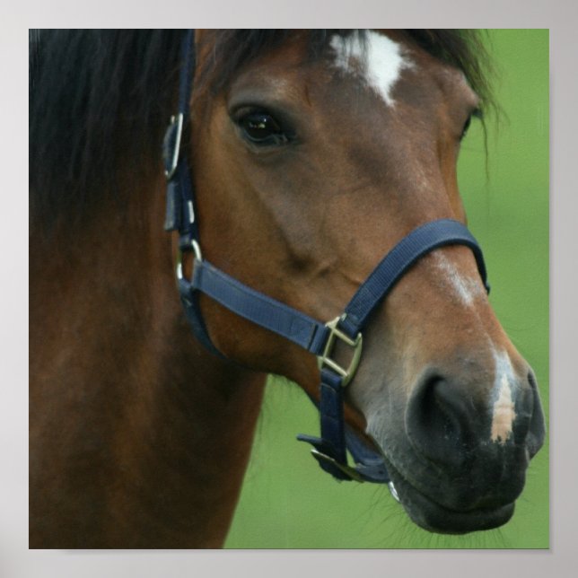 Arabian Horse Pictures Print (Front)