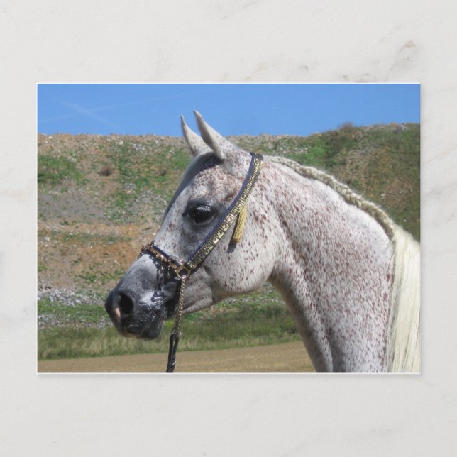 Arabian Horse Postcard (Front)