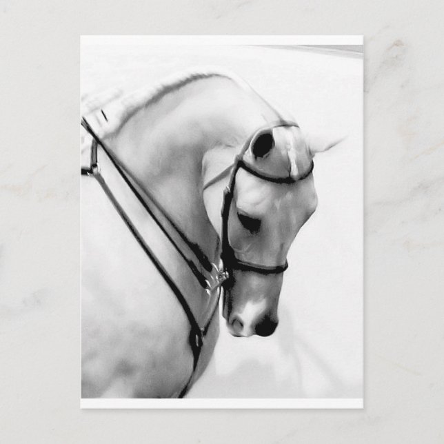 Arabian Horse Postcard (Front)
