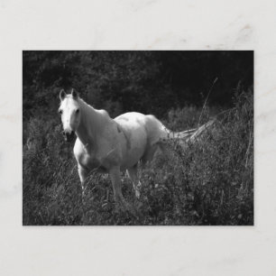 Arabian Horse Postcard