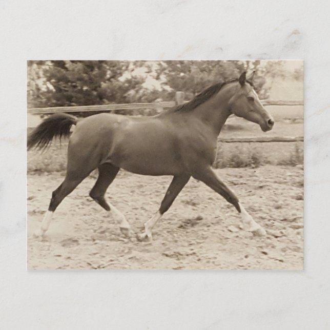 Arabian horse postcard (Front)