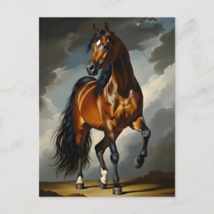 Arabian horse  postcard