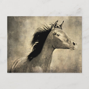 Arabian Horse Postcard