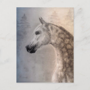 Arabian Horse Postcard