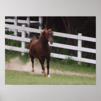 Arabian Horse