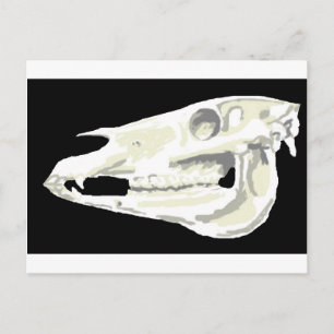 Arabian Horse Skull Postcard