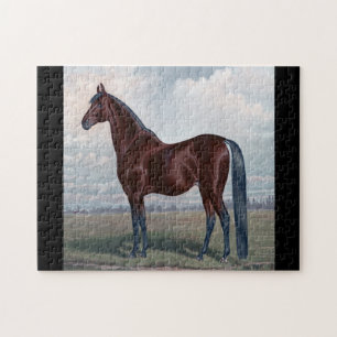 Arabian Horse Standing In A Field Jigsaw Puzzle