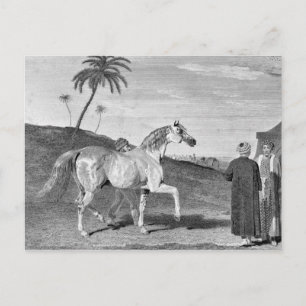Arabian Horse Vintage Illustration Postcard