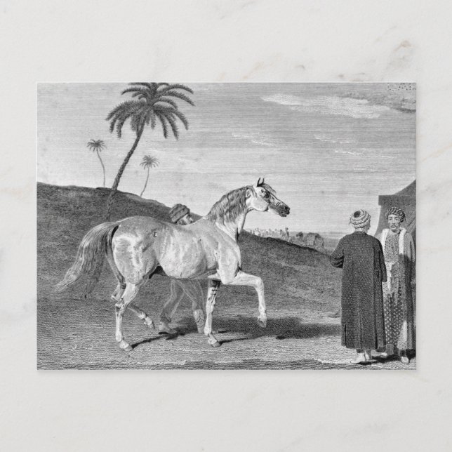 Arabian Horse Vintage Illustration Postcard (Front)