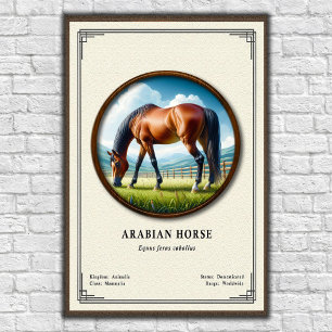 Arabian Horse Zoology Series Poster