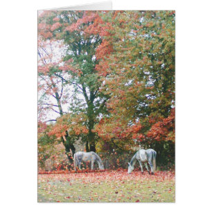 Arabian Horses Chas & Chiaro