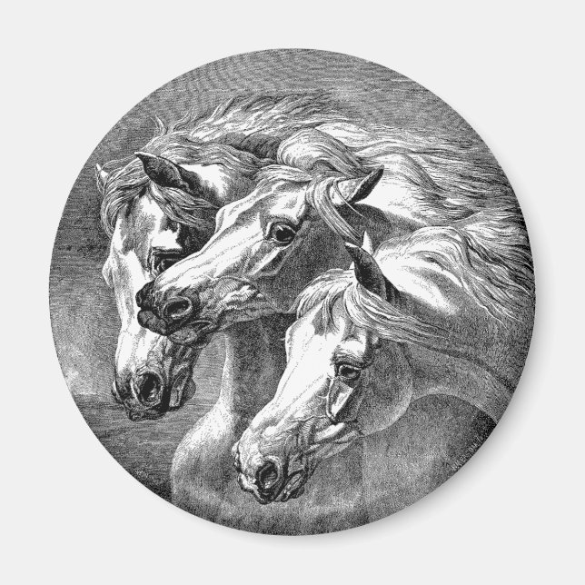 Arabian Horses Magnet (Front)