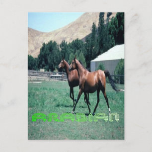 Arabian horse's post card