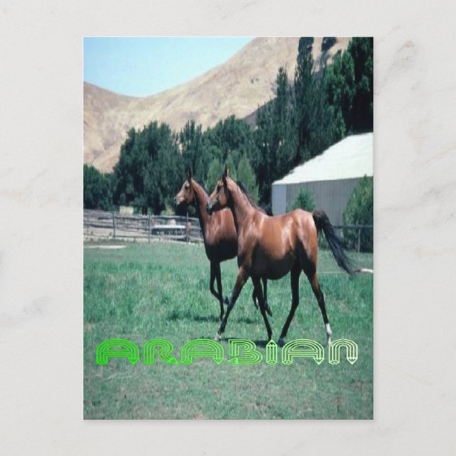 Arabian horse's post card (Front)