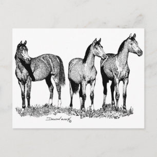 Arabian Horses Postcard