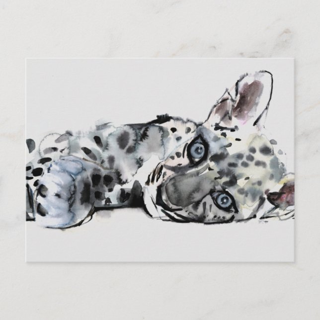 Arabian Leopard Cub 2008 Postcard (Front)