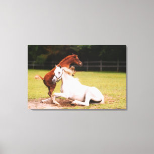Arabian mare foal Stretched Canvas Print
