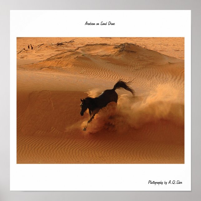 Arabian on Sand Dune Poster (Front)