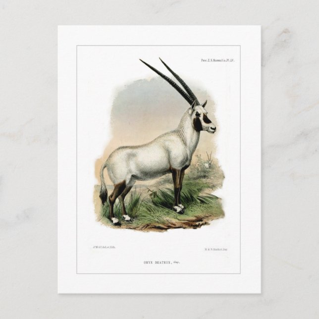 Arabian Oryx Postcard (Front)