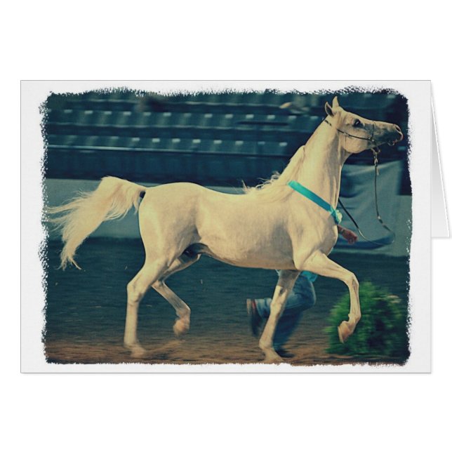 Arabian Show Horse (Front Horizontal)