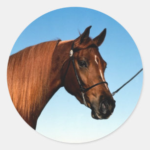 Arabian Show Horse Classic Round Sticker