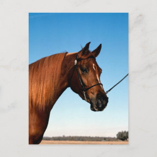 Arabian Show Horse Postcard