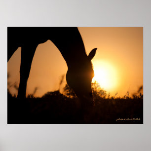 Arabian Silhouette at Sunrise Poster