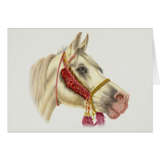 Arabian Stallion