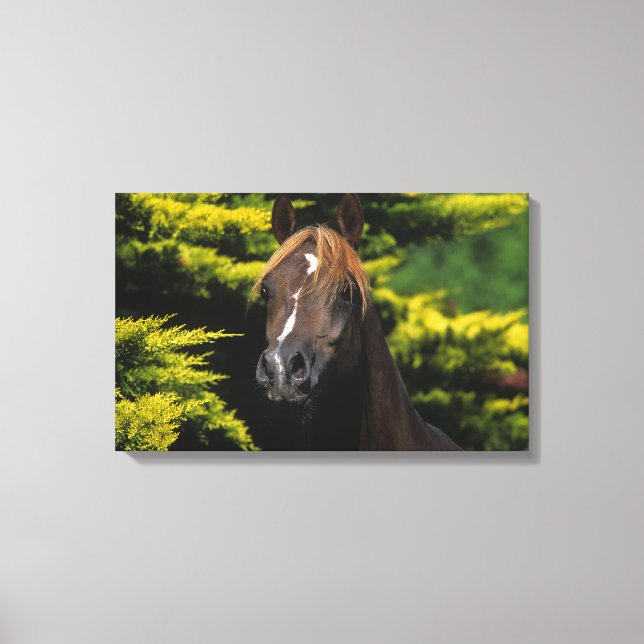 Arabian Stallion Canvas Print (Front)