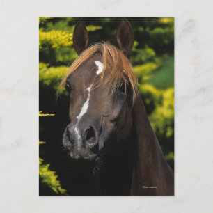 Arabian Stallion Postcard