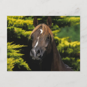 Arabian Stallion Postcard