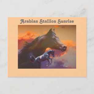 Arabian Stallion Sunrise Postcard