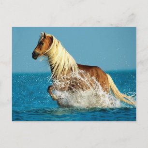 Arabian thoroughbred horse postcard