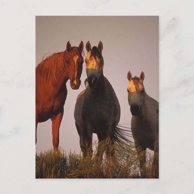 Arabs at Sunset Postcard (Front)