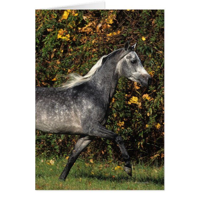 Arabs Running: Autumn (Front)