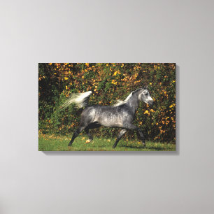 Arabs Running: Autumn Canvas Print