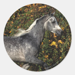 Arabs Running: Autumn Classic Round Sticker
